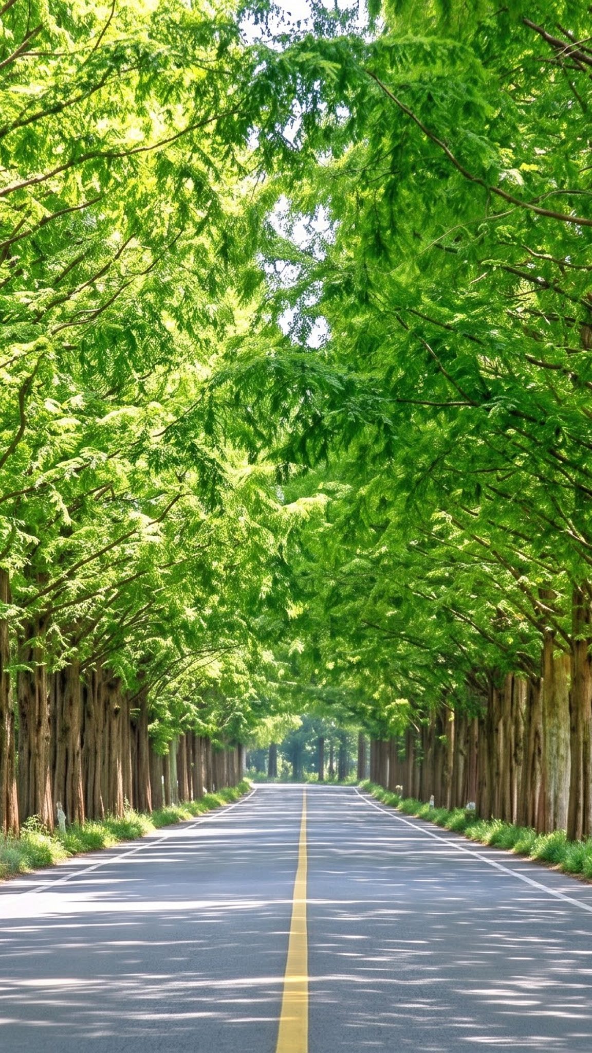 Tree-lined metasequoia road in Damyang